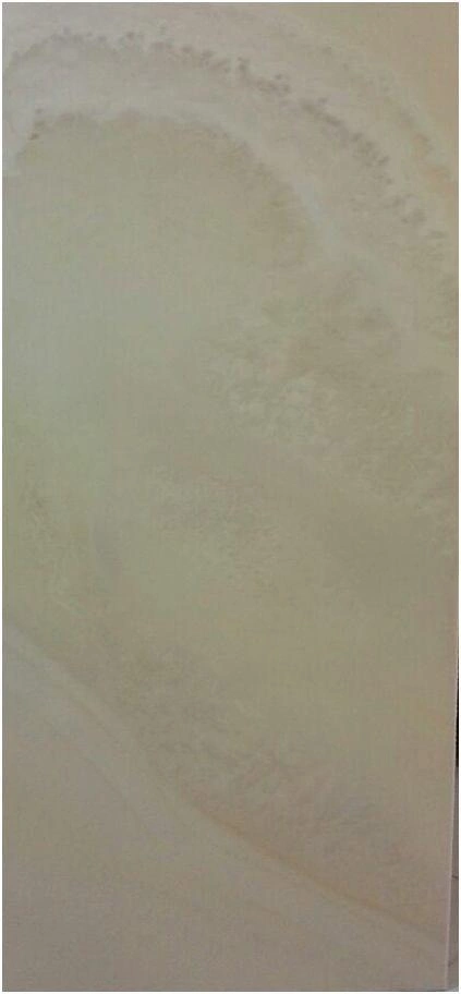 گلامور کرم- کاشی آسیا